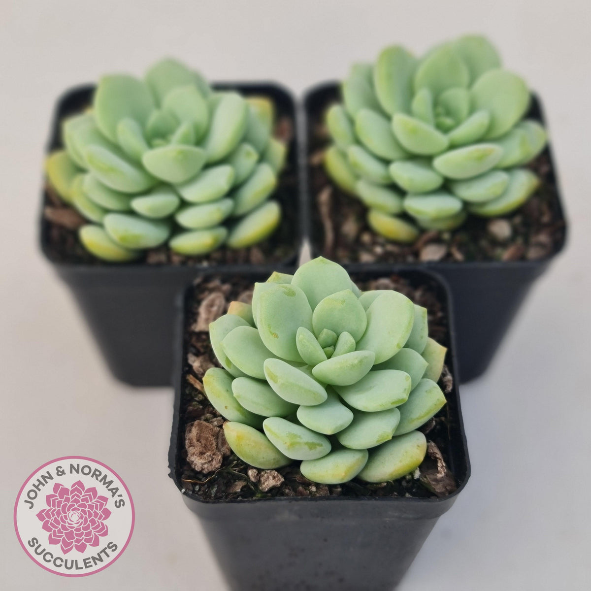 Graptoveria 'Jade Ruyi'