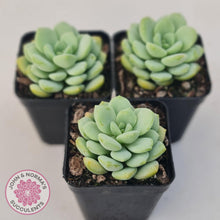 Load image into Gallery viewer, Graptoveria 'Jade Ruyi' - John & Norma's Succulents Australia