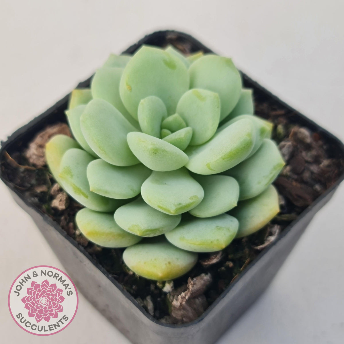 Graptoveria 'Jade Ruyi'