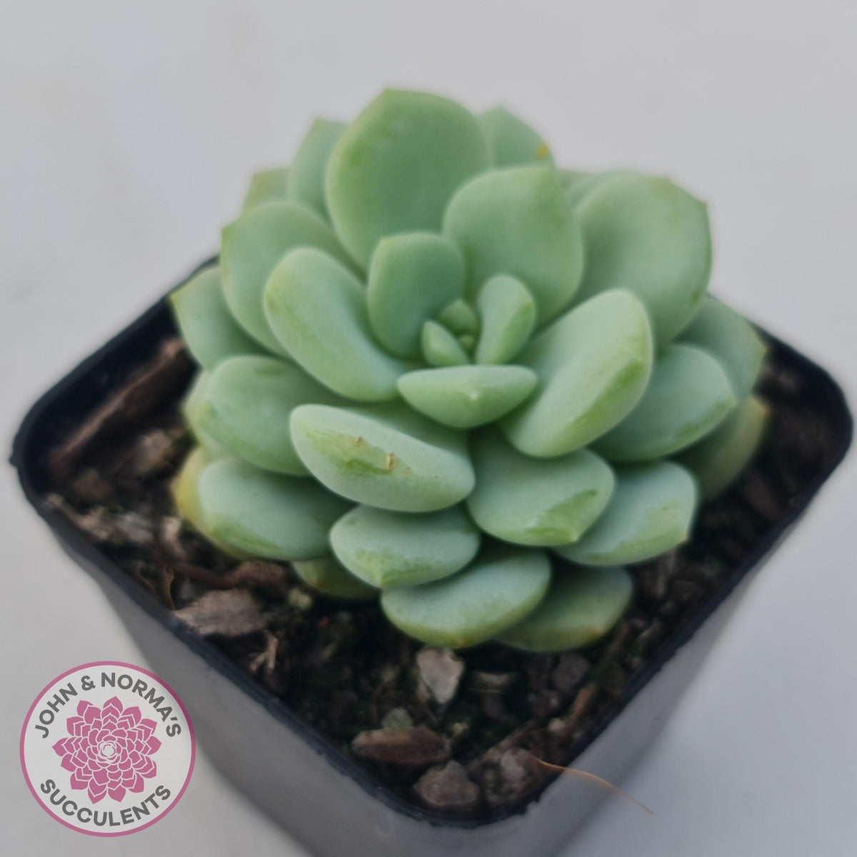 Graptoveria 'Jade Ruyi'