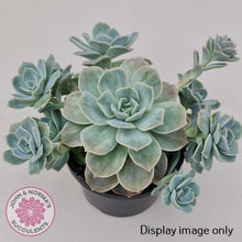 Load image into Gallery viewer, Graptoveria 'Lovely Rose' Monstrose