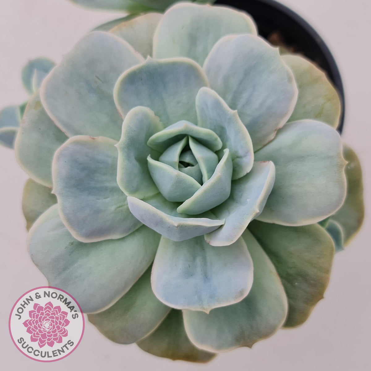 Graptoveria 'Lovely Rose' Monstrose
