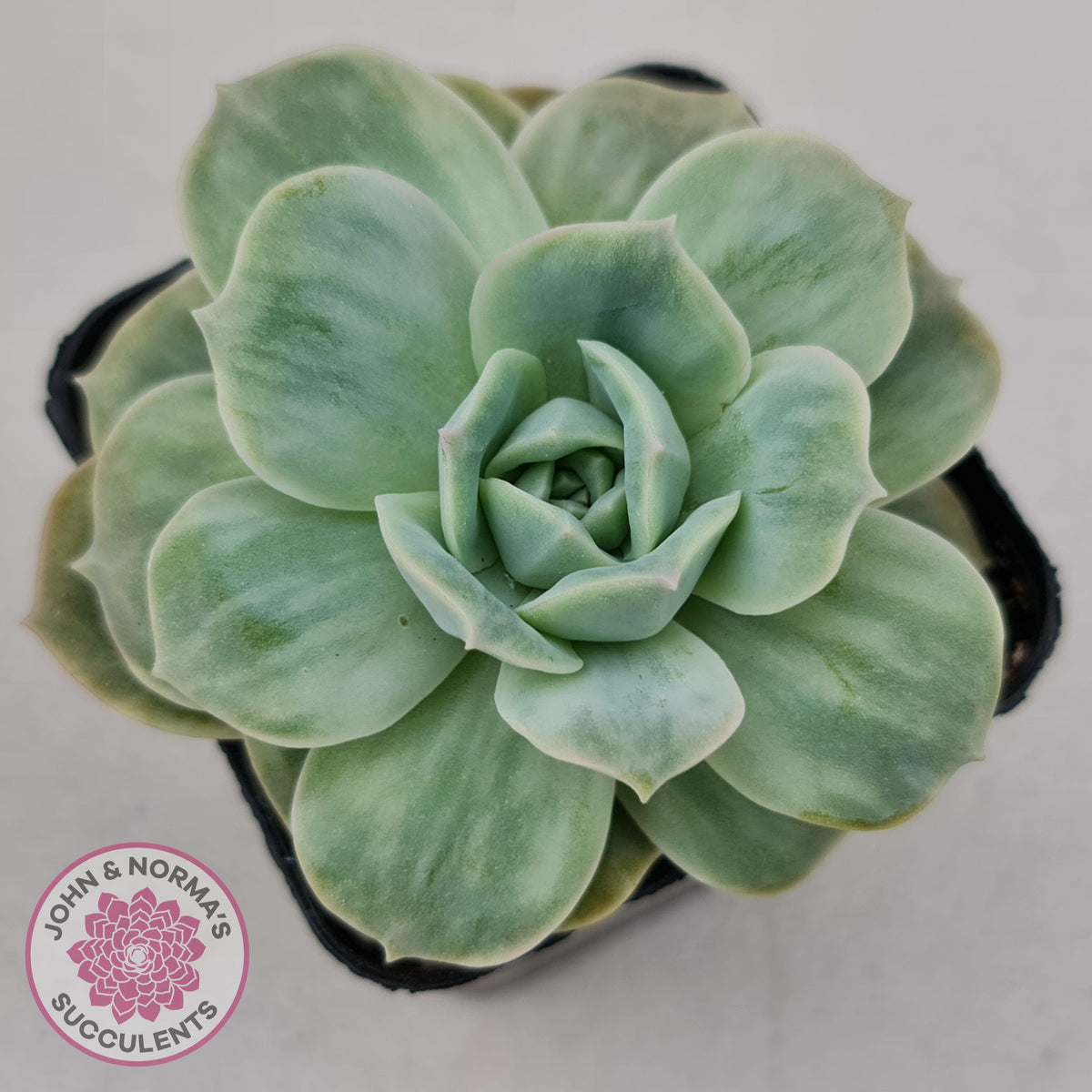 Graptoveria 'Lovely Rose' Monstrose