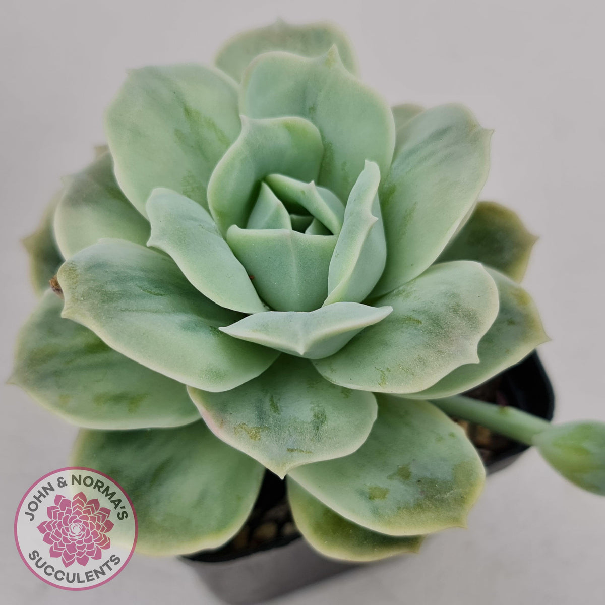 Graptoveria 'Lovely Rose' Monstrose