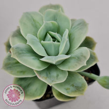 Load image into Gallery viewer, Graptoveria Lovely Rose Monstrose - John & Norma's Succulents