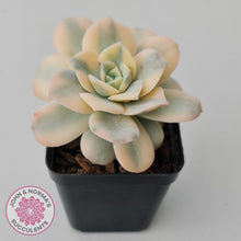 Load image into Gallery viewer, Graptoveria Lovely Rose Variegated