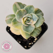 Load image into Gallery viewer, Graptoveria Lovely Rose Variegated