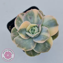 Load image into Gallery viewer, Graptoveria Lovely Rose Variegated