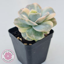 Load image into Gallery viewer, Graptoveria Lovely Rose Variegated