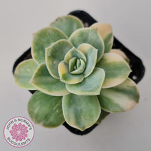 Load image into Gallery viewer, Graptoveria Lovely Rose Variegated