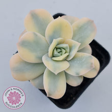 Load image into Gallery viewer, Graptoveria Lovely Rose Variegated