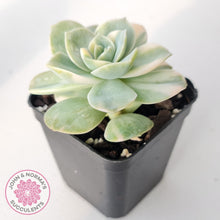 Load image into Gallery viewer, Graptoveria Lovely Rose Variegated