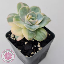 Load image into Gallery viewer, Graptoveria Lovely Rose Variegated