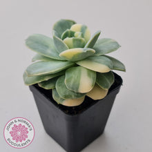 Load image into Gallery viewer, Graptoveria Lovely Rose Variegated
