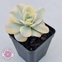 Load image into Gallery viewer, Graptoveria Lovely Rose Variegated