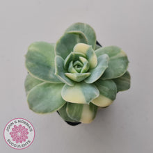 Load image into Gallery viewer, Graptoveria Lovely Rose Variegated