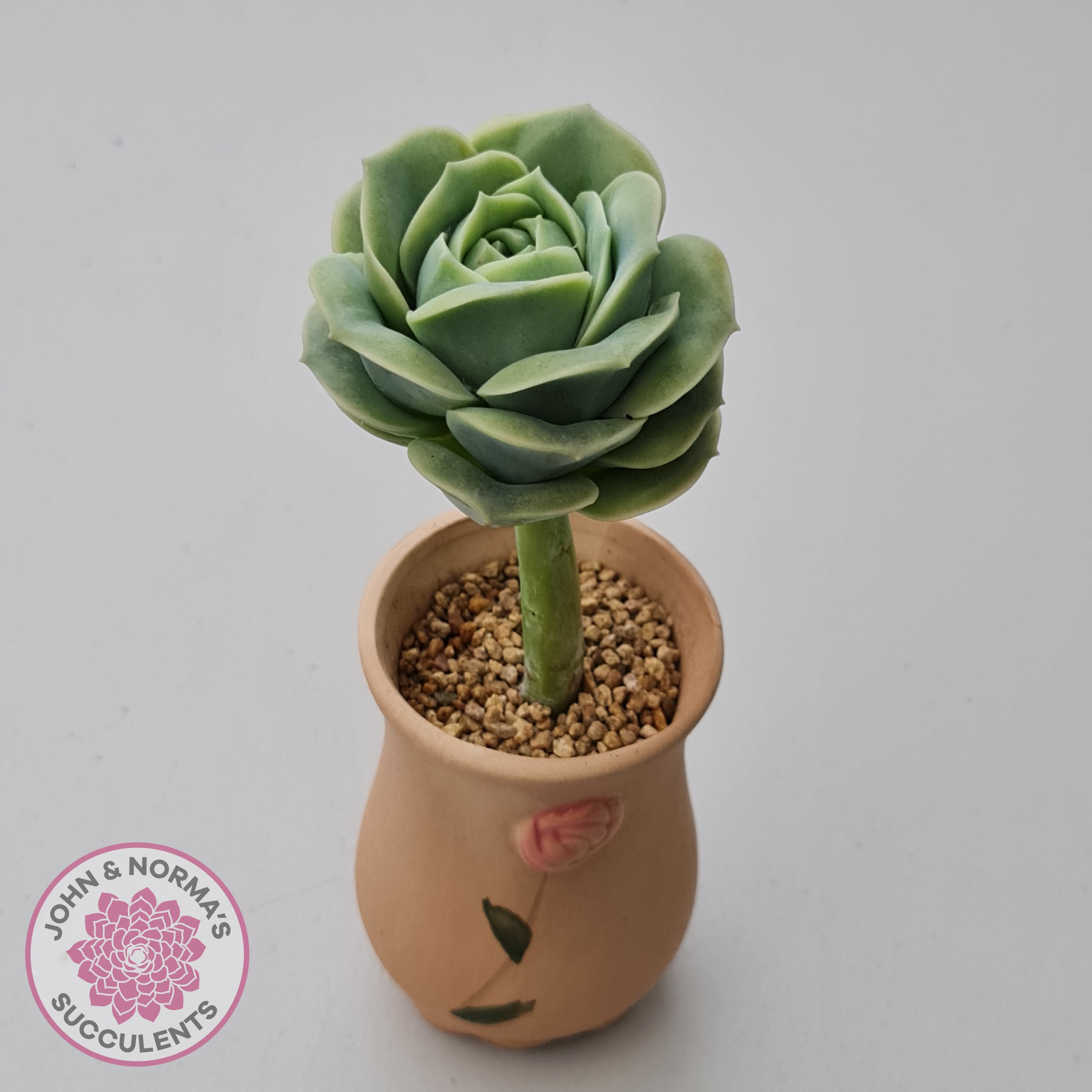 succulent lovely rose Buy Graptoveria Lovely Rose Australia