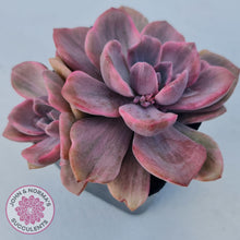 Load image into Gallery viewer, Graptoveria Mrs Richards Variegata - John & Norma's Succulents