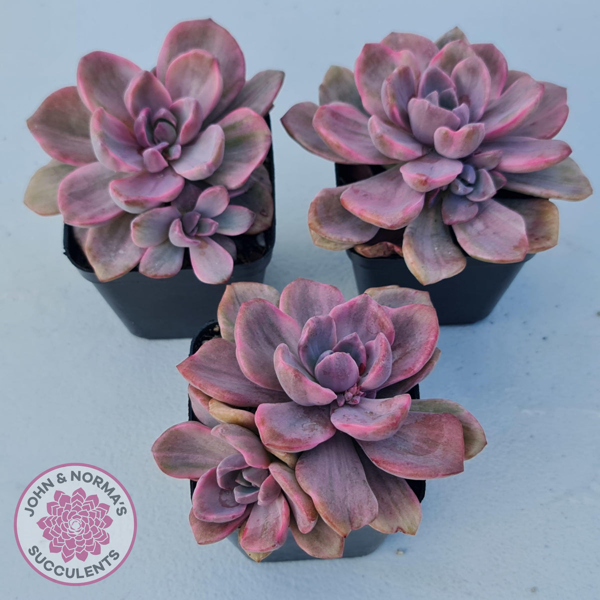 Graptoveria Mrs Richards Variegata