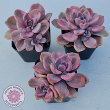 Load image into Gallery viewer, Graptoveria Mrs Richards Variegata - John & Norma's Succulents