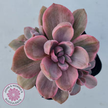 Load image into Gallery viewer, Graptoveria Mrs Richards Variegata - John & Norma's Succulents