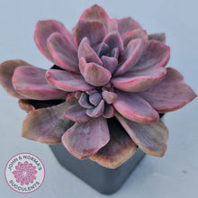 Load image into Gallery viewer, Graptoveria Mrs Richards Variegata - John & Norma's Succulents