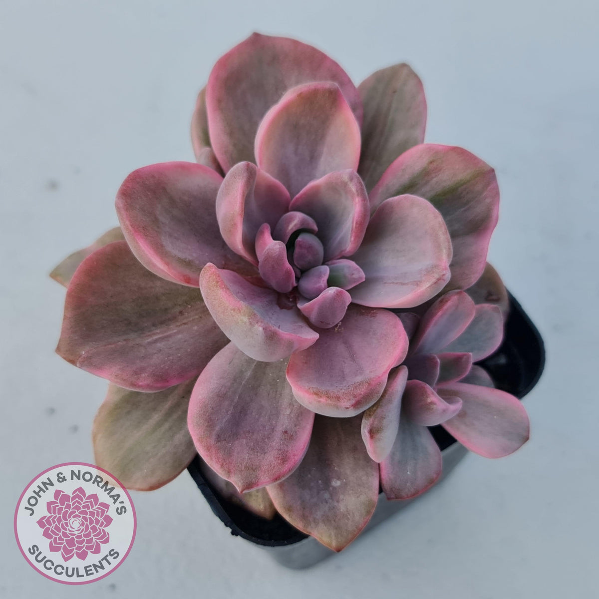 Graptoveria Mrs Richards Variegata