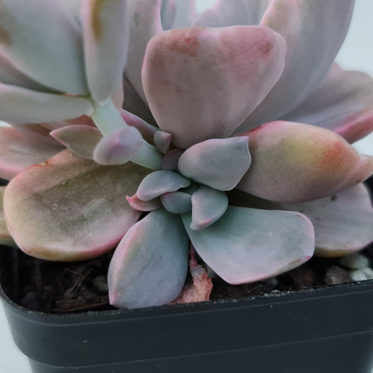 Graptoveria Mrs Richards Variegata