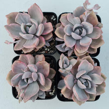 Load image into Gallery viewer, Graptoveria Mrs Richards Variegata - John & Norma's Succulents