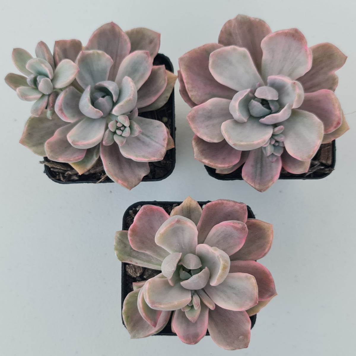 Graptoveria Mrs Richards Variegata