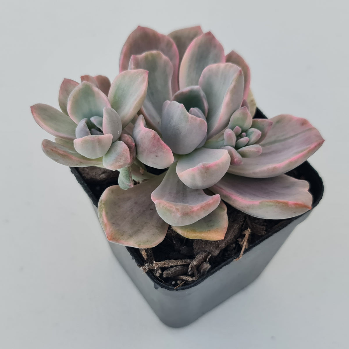 Graptoveria Mrs Richards Variegata