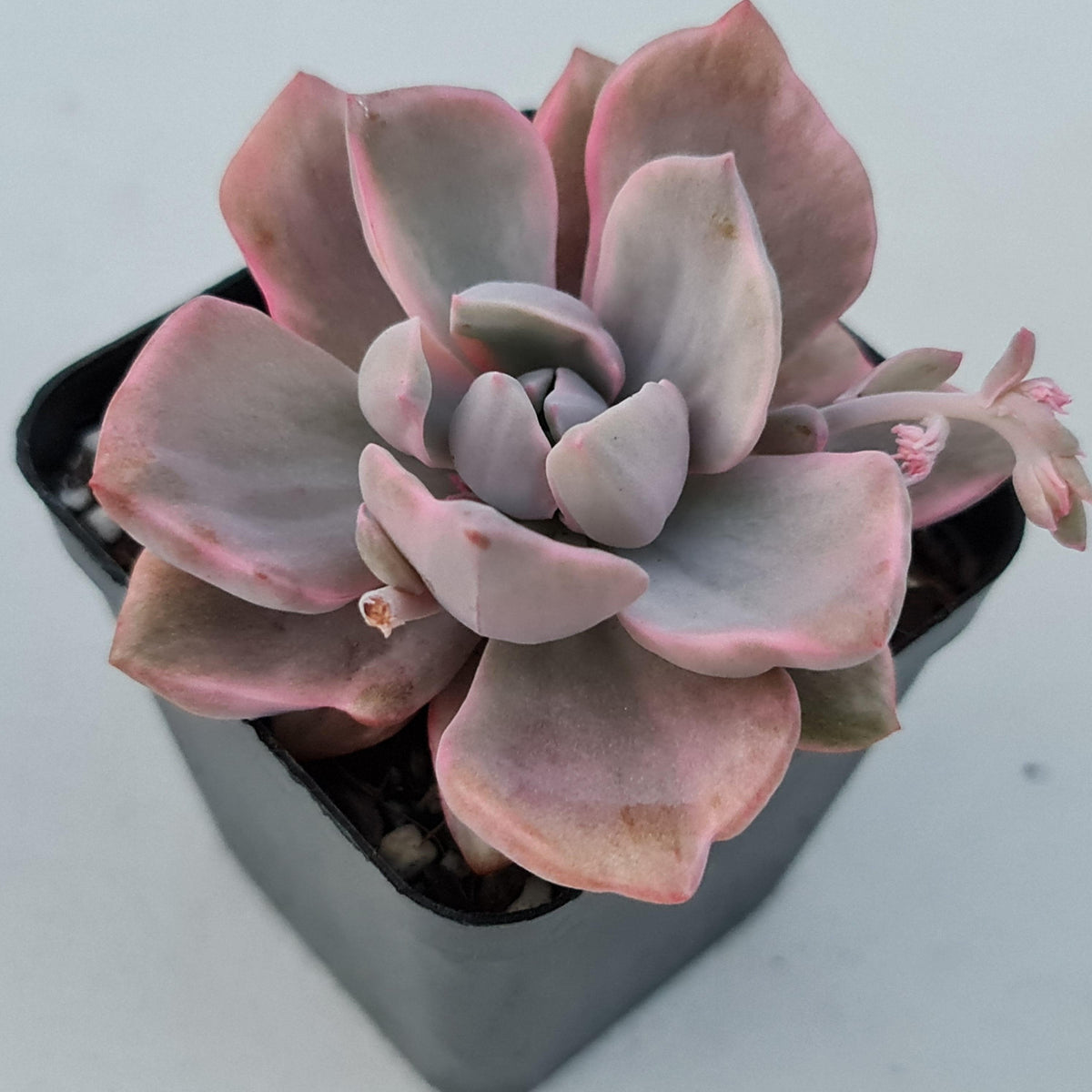 Graptoveria Mrs Richards Variegata