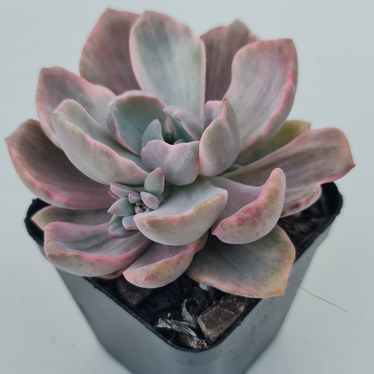 Graptoveria Mrs Richards Variegata