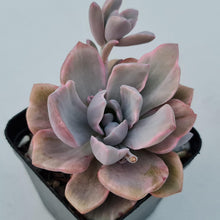 Load image into Gallery viewer, Graptoveria Mrs Richards Variegata - John & Norma's Succulents