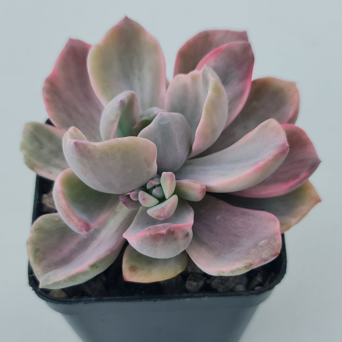 Graptoveria Mrs Richards Variegata