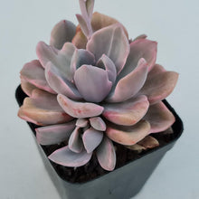 Load image into Gallery viewer, Graptoveria Mrs Richards Variegata - John & Norma's Succulents