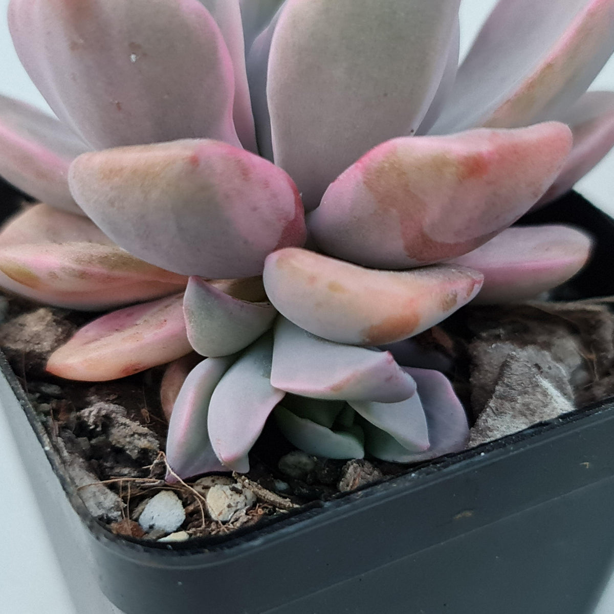 Graptoveria Mrs Richards Variegata