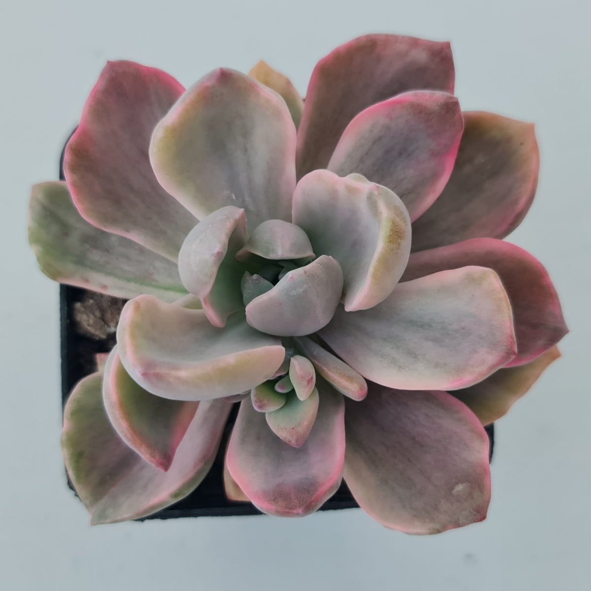 Graptoveria Mrs Richards Variegata