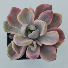 Load image into Gallery viewer, Graptoveria Mrs Richards Variegata