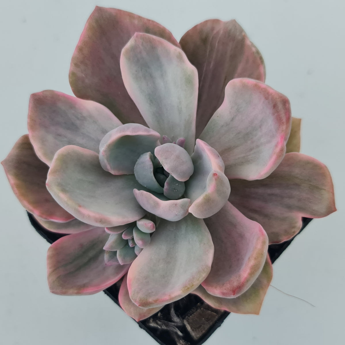 Graptoveria Mrs Richards Variegata