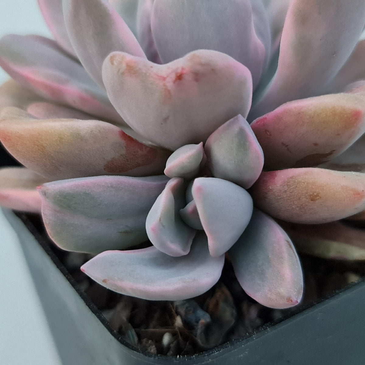 Graptoveria Mrs Richards Variegata