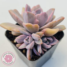 Load image into Gallery viewer, Graptoveria Mrs Richards Variegata