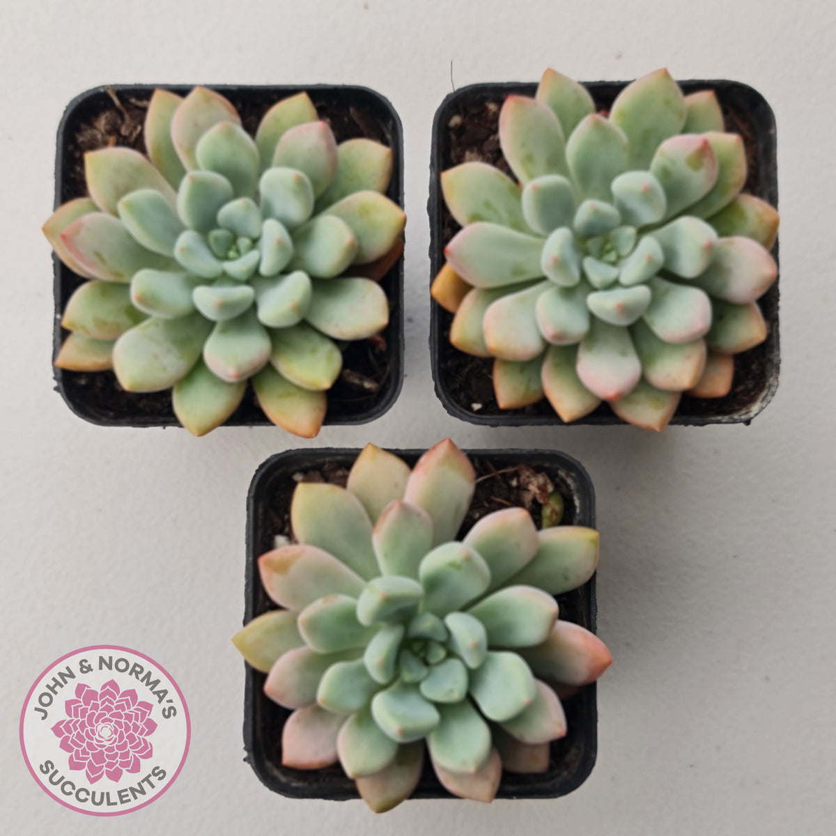 Graptoveria 'Orange Sherbert' - PKJ