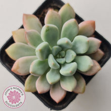Load image into Gallery viewer, Graptoveria 'Orange Sherbert' - PKJ