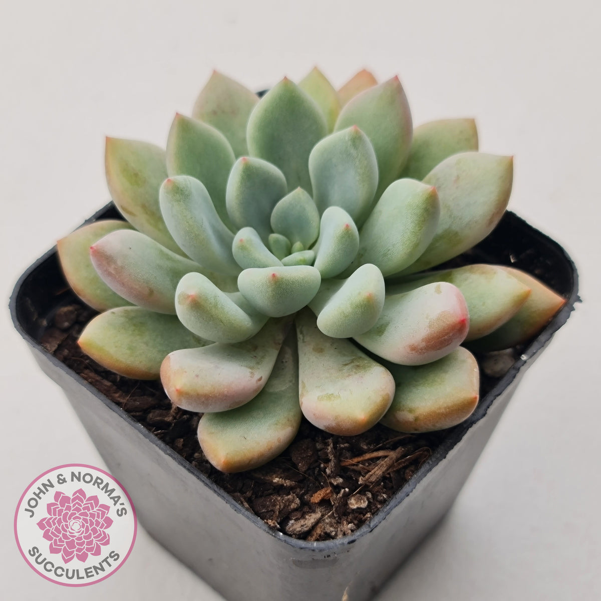 Graptoveria 'Orange Sherbert' - PKJ
