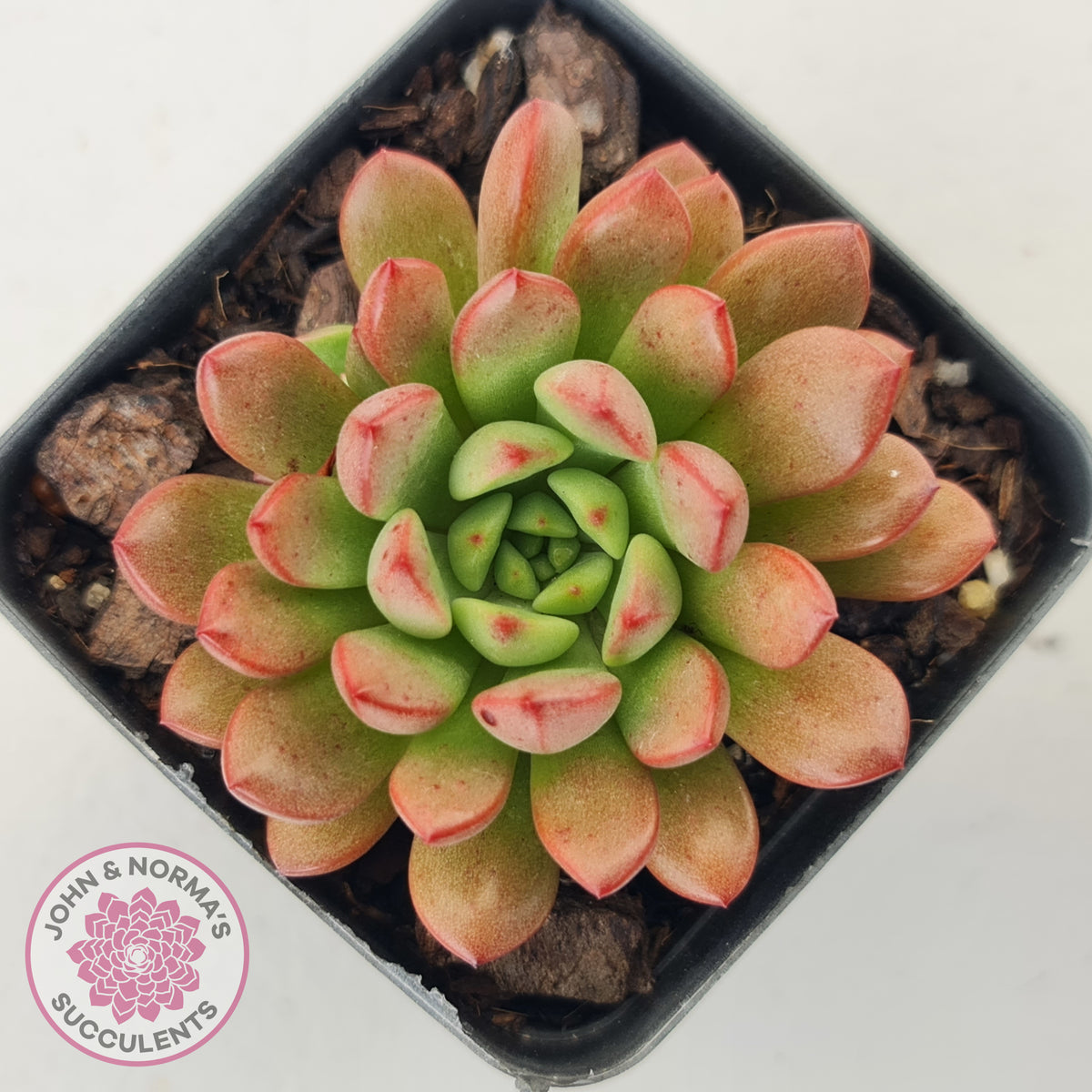 Graptoveria Pink Ruby