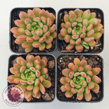 Load image into Gallery viewer, Graptoveria Pink Ruby
