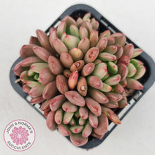 Load image into Gallery viewer, Graptoveria Pink Ruby - John & Norma's Succulents