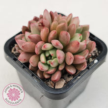 Load image into Gallery viewer, Graptoveria Pink Ruby - John & Norma's Succulents