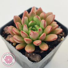 Load image into Gallery viewer, Graptoveria Pink Ruby